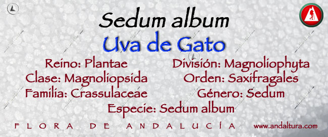 Taxonomía Uva de Gato -Sedum album-