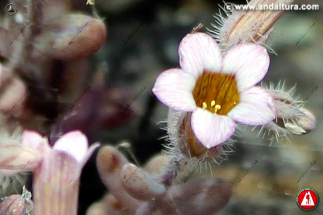 Detalle de la flor de la sedum mucizonia