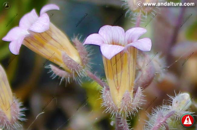 Detalle de la flor de Sedum mucizonia
