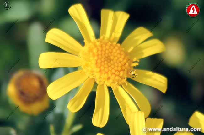 Detalle flor de Suzón de Sierra Nevada