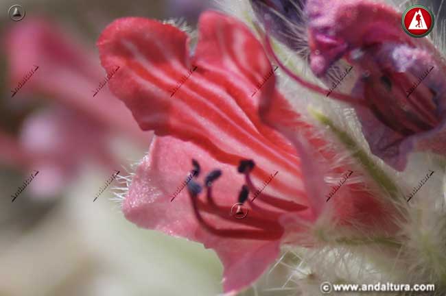 Detalle Flor de Viborera - echium albicans -