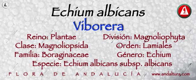 Taxonomía Viborera - Echium albicans -