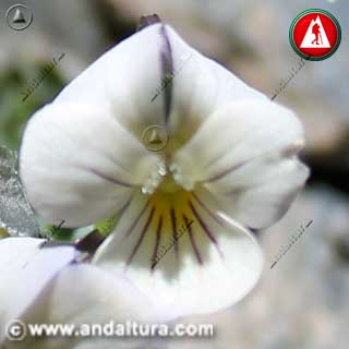 Flor de Viola crassiuscula