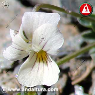 Violeta de Sierra Nevada, flor devorada por Cabra Montesa