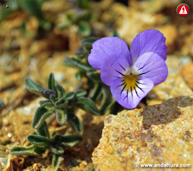 Viola crassiuscula - Violeta de Sierra Nevada -