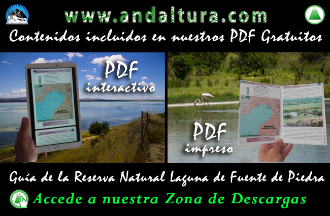 Descárgate gratis los PDF´s de la Guía de la Reserva Natural Laguna de Fuente de Piedra