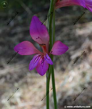 Gladiolo de Monte - Vladiolus ilyricus -